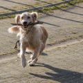 Rollstühle, Geh- und Mobilitätshilfen: Vergleich, Anpassung und Training in der Ergotherapie